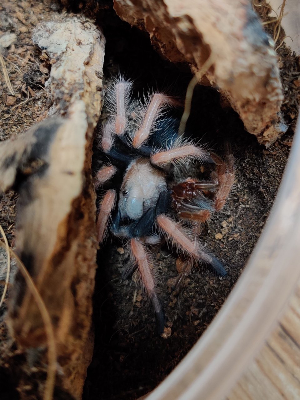 Chilling after molt