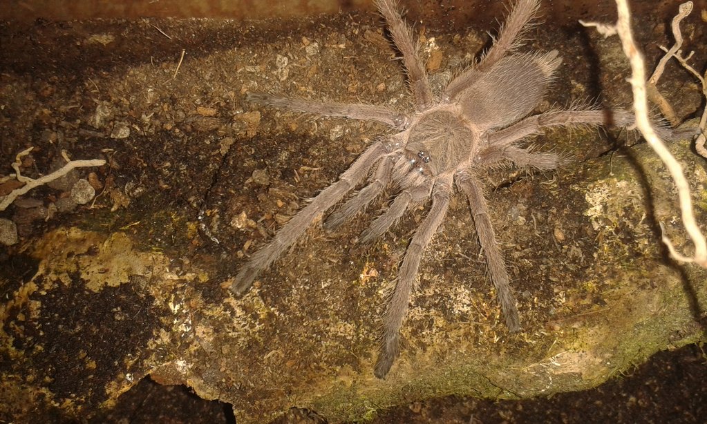 Chilobrachys dyscolus blue