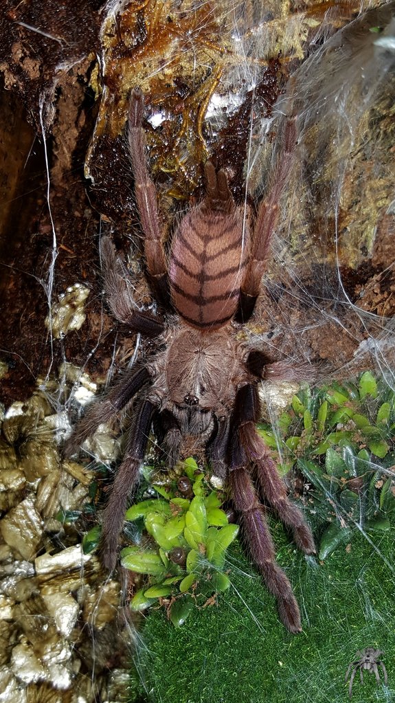 Chilobrachys fimbriatus (Indian Violet)