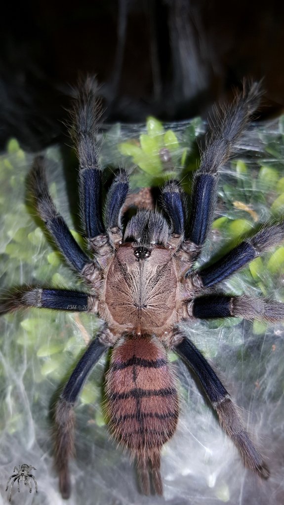 Chilobrachys fimbriatus (Indian Violet)