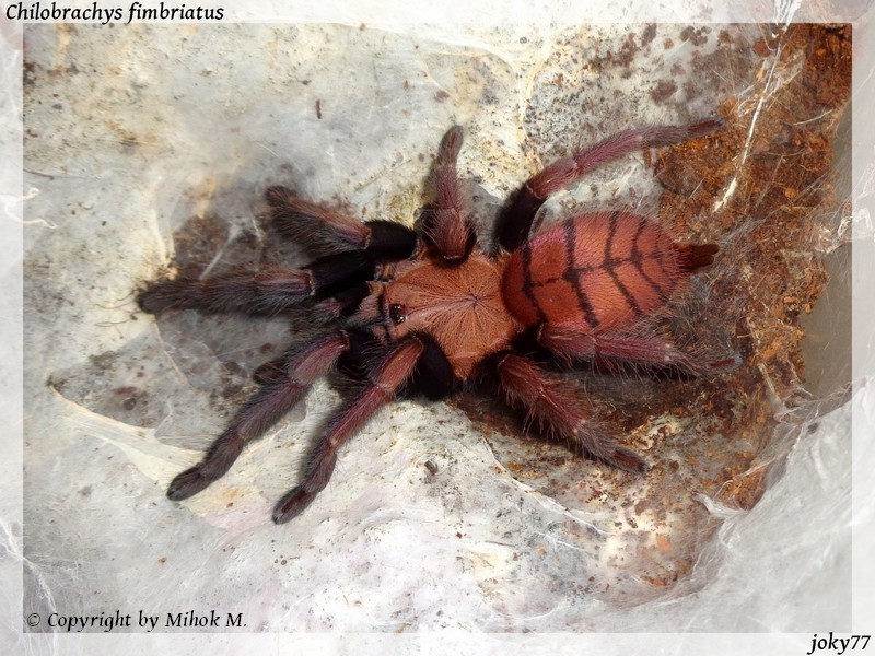 Chilobrachys fimbriatus