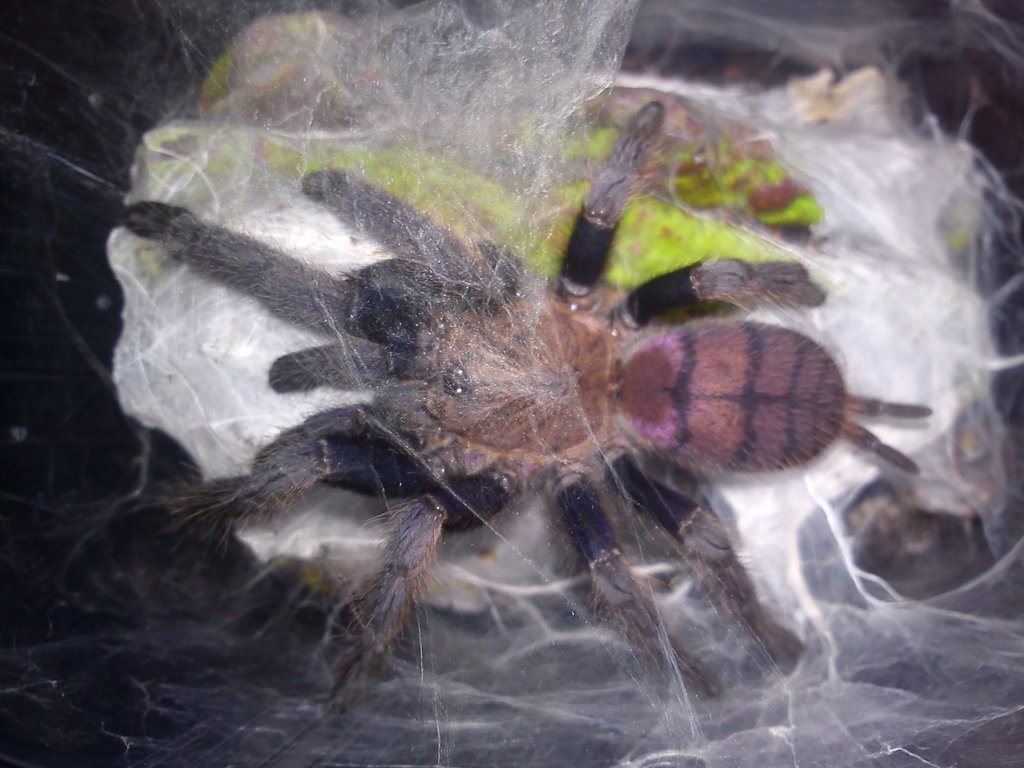 Chilobrachys fimbriatus