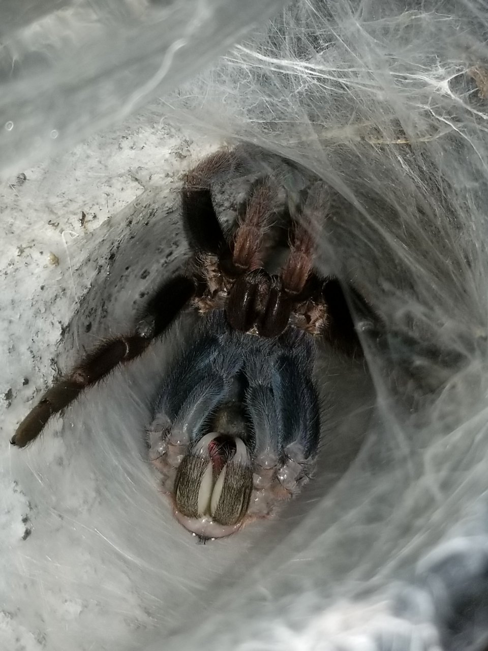 Chilobrachys fimbriatus