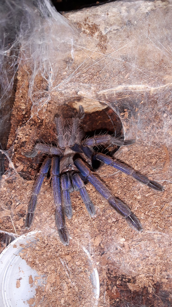 Chilobrachys sp. dyscolus blue