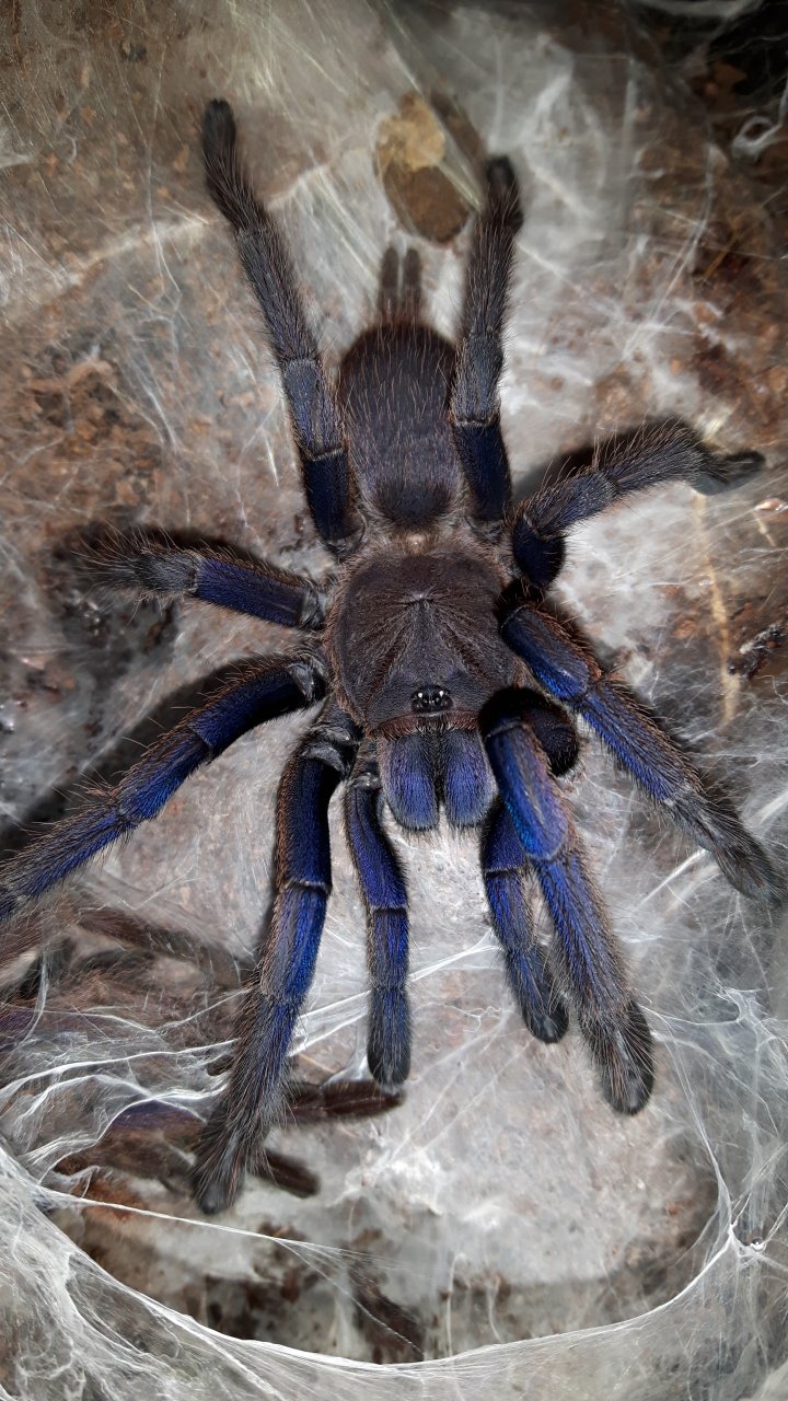 Chilobrachys sp. Dyscolus blue