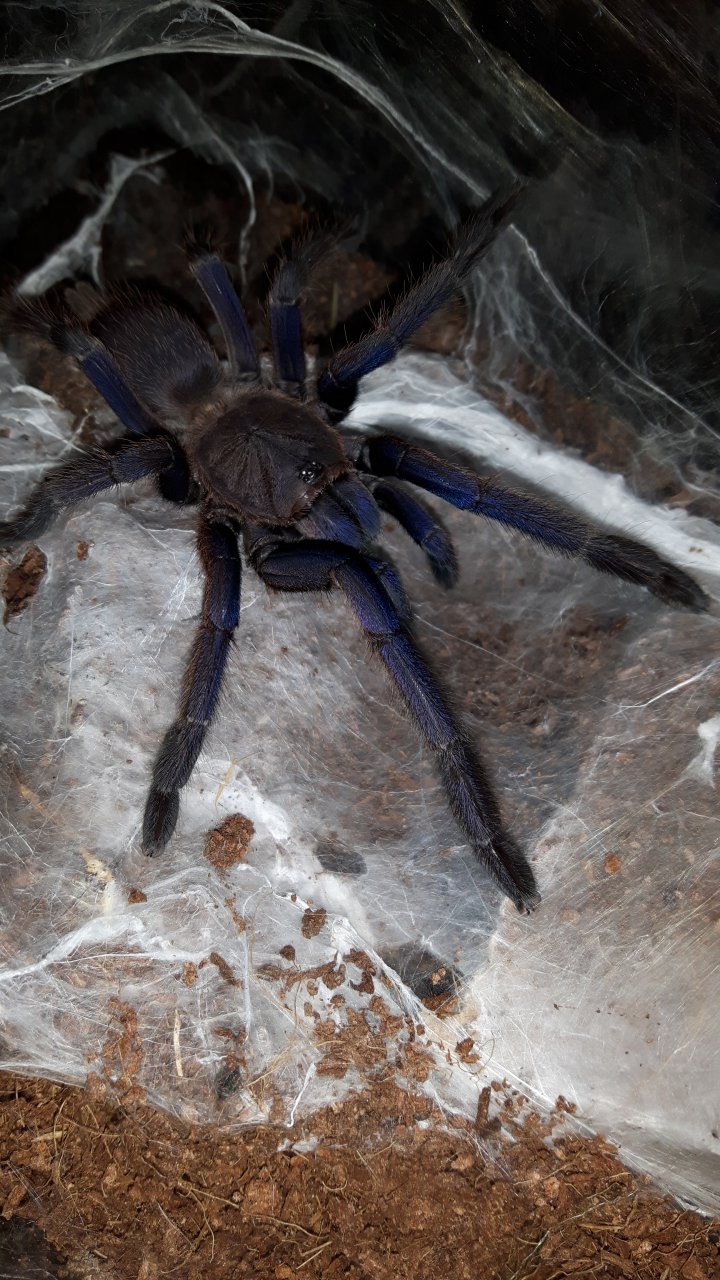 Chilobrachys sp. Dyscolus blue