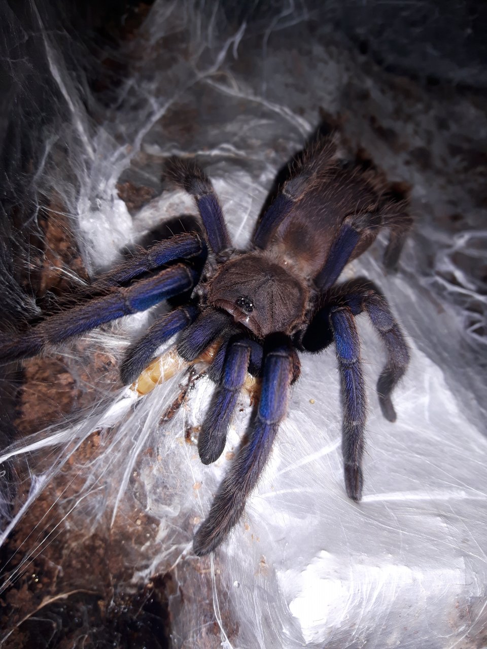 Chilobrachys sp. Dyscolus blue