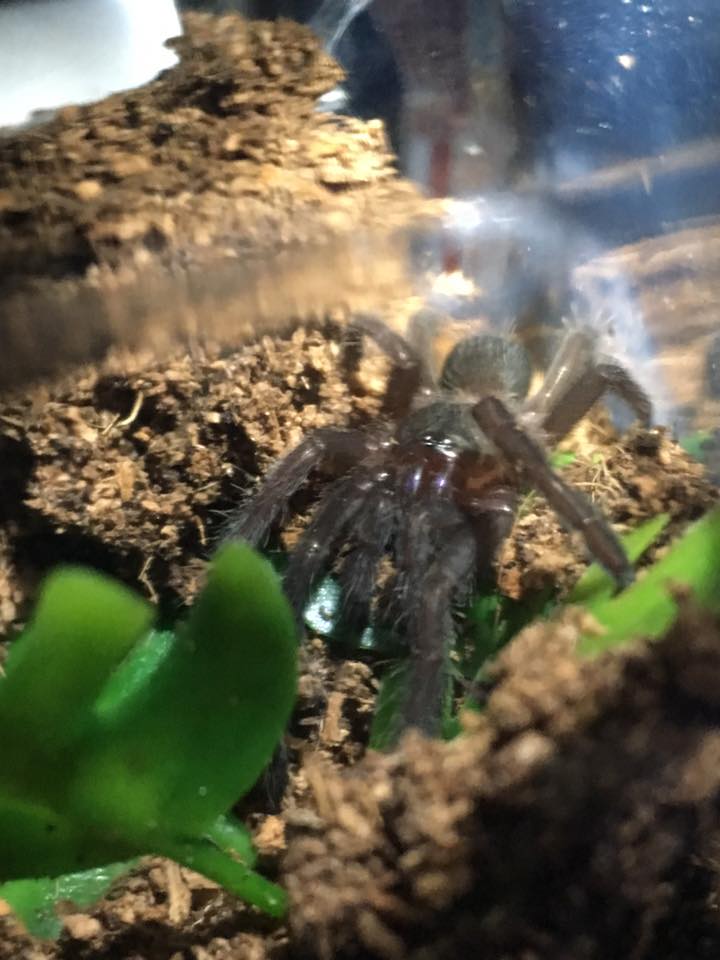 Chilobrachys sp. electric blue (4-27-2016)