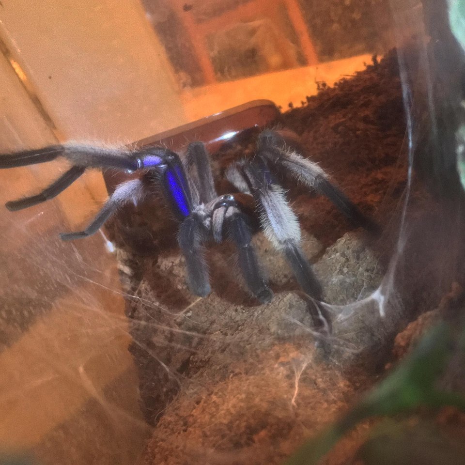 Chilobrachys SP. Electric Blue - Adult Coloration Molt