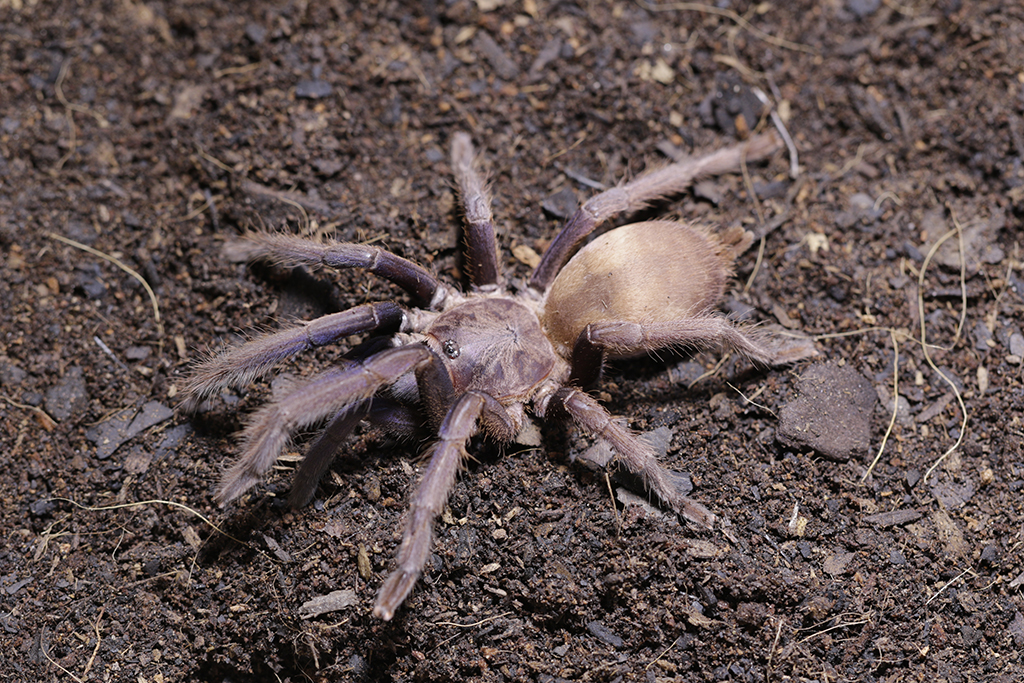 Chilobrachys Sp Vietnam Blue