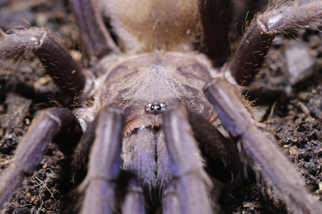 Chilobrachys Sp Vietnam Blue