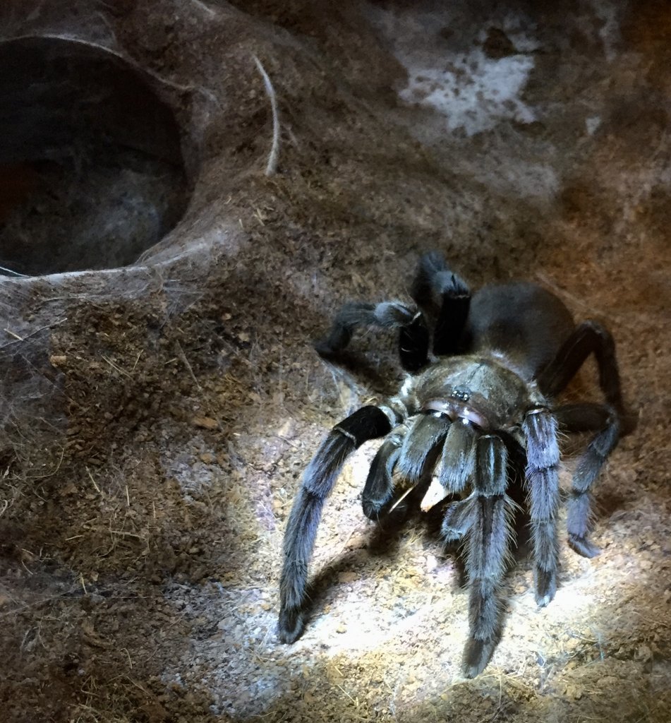 Chilobrachys sp