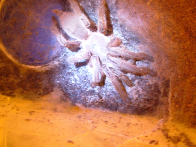 Chilobrachys