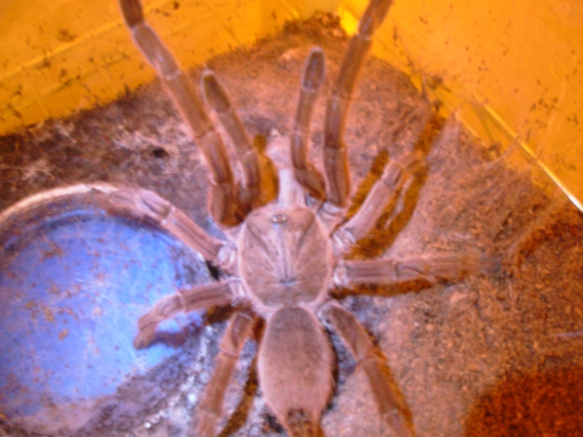 Chilobrachys