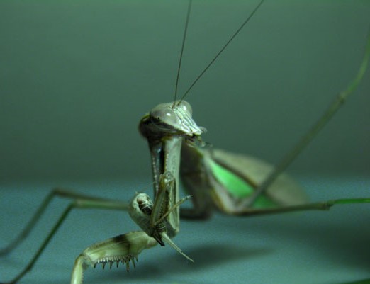 Chinese Mantis (Tenodera sinensis)