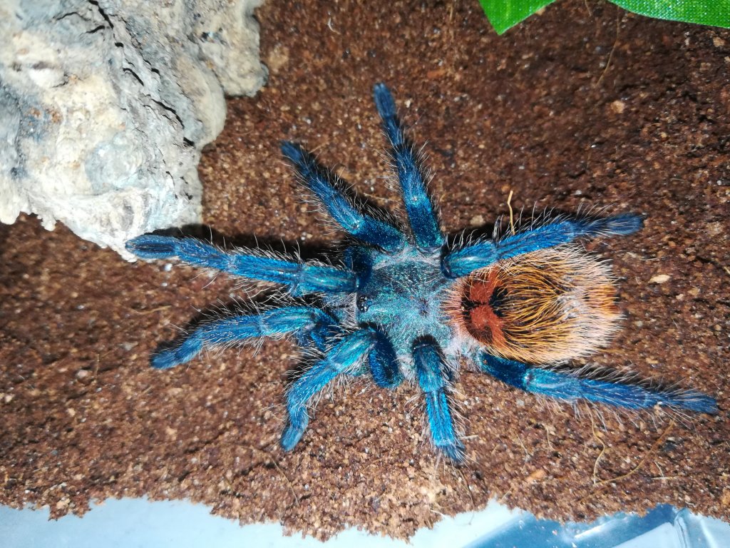 Chromatopelma cyaneopubescens 0,1