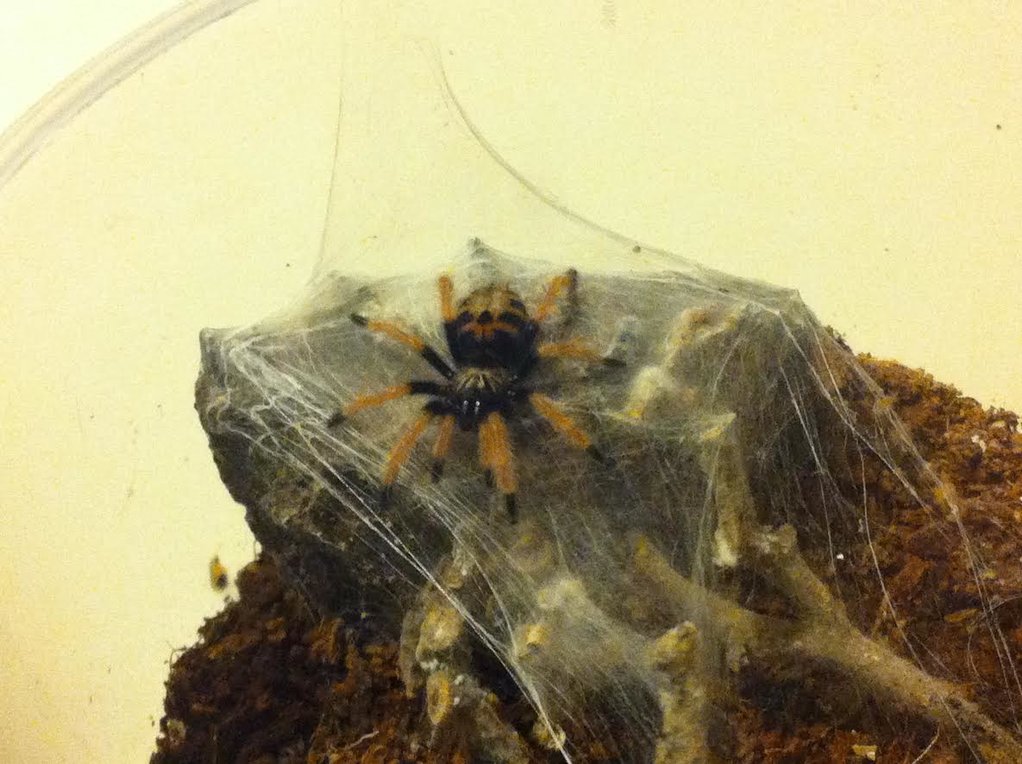 Chromatopelma cyaneopubescens aka Green Bottle Blue tarantula sling