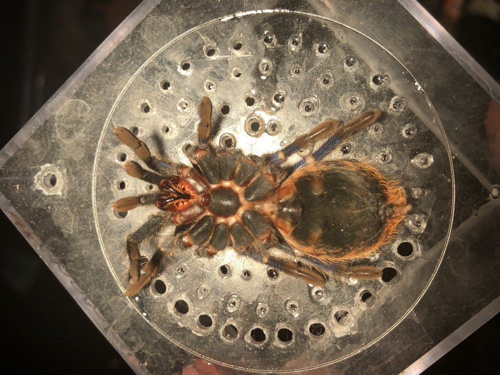 Chromatopelma cyaneopubescens [deceased]