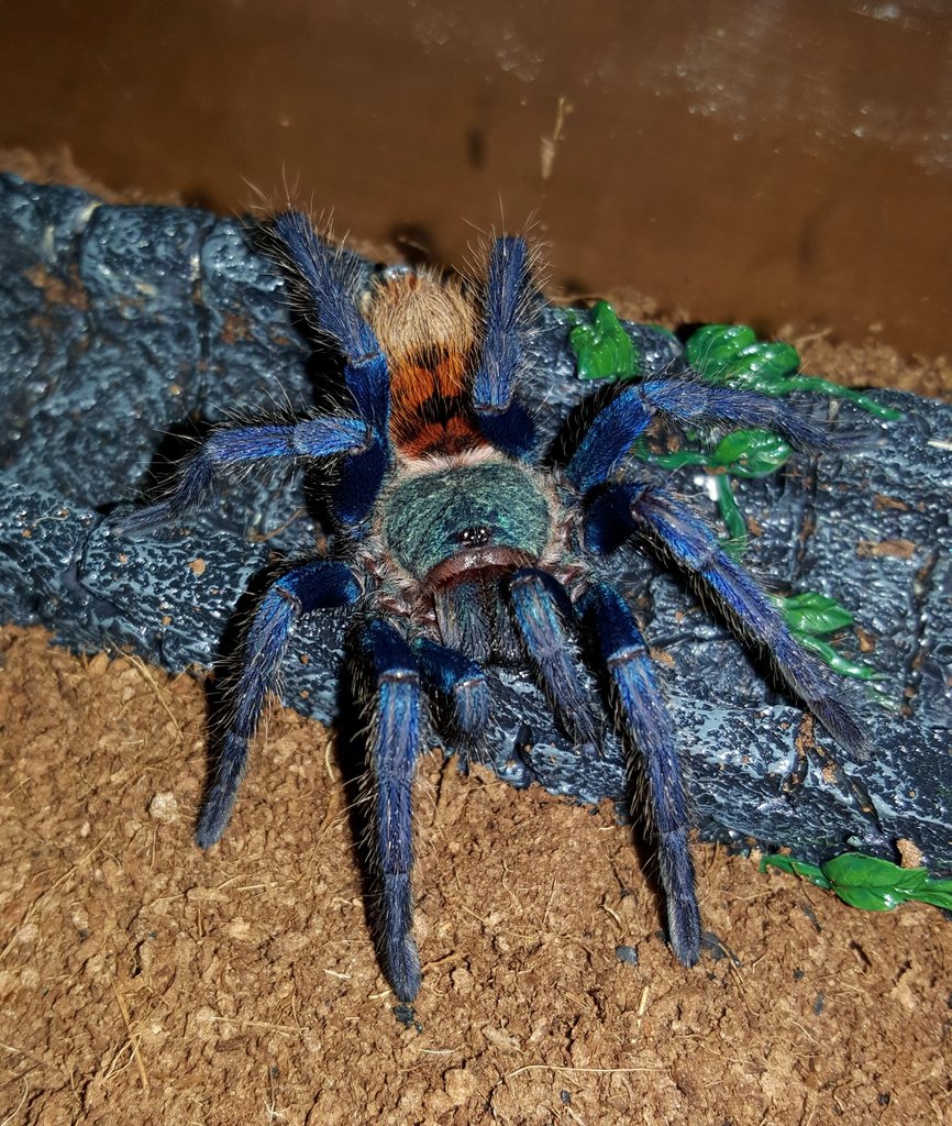 Chromatopelma cyaneopubescens (Greenbottle blue)