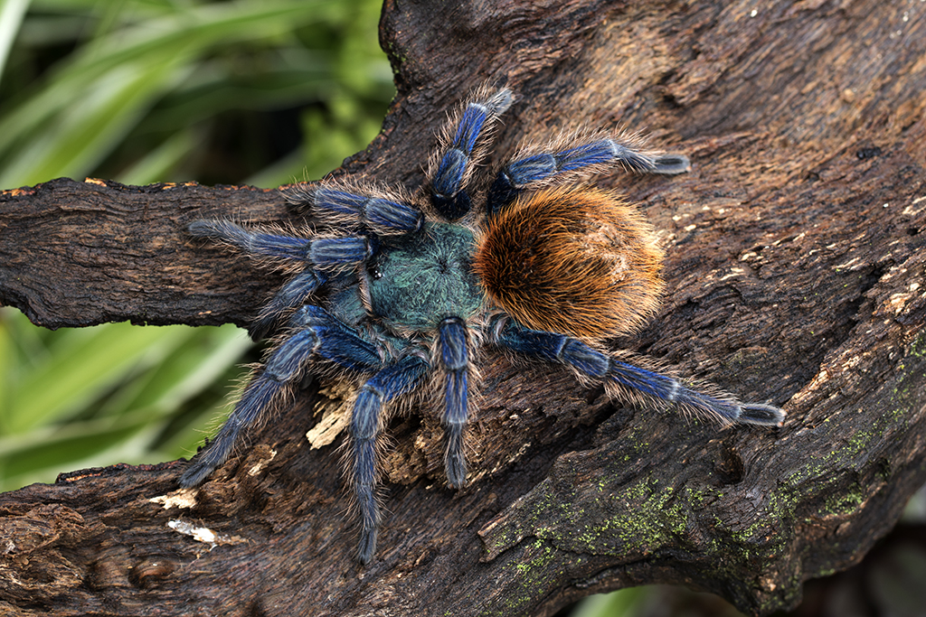 Chromatopelma cyaneopubescens Mature Female