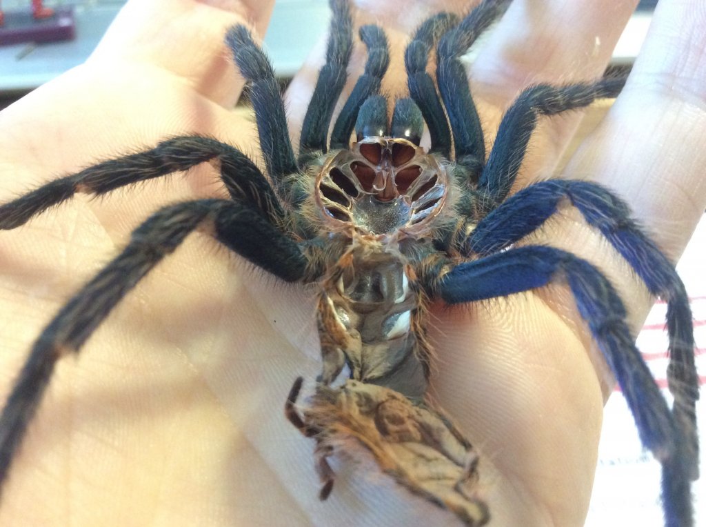 Chromatopelma cyaneopubescens (Molt Sexing)