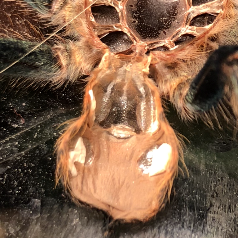 Chromatopelma cyaneopubescens [molt sexing]