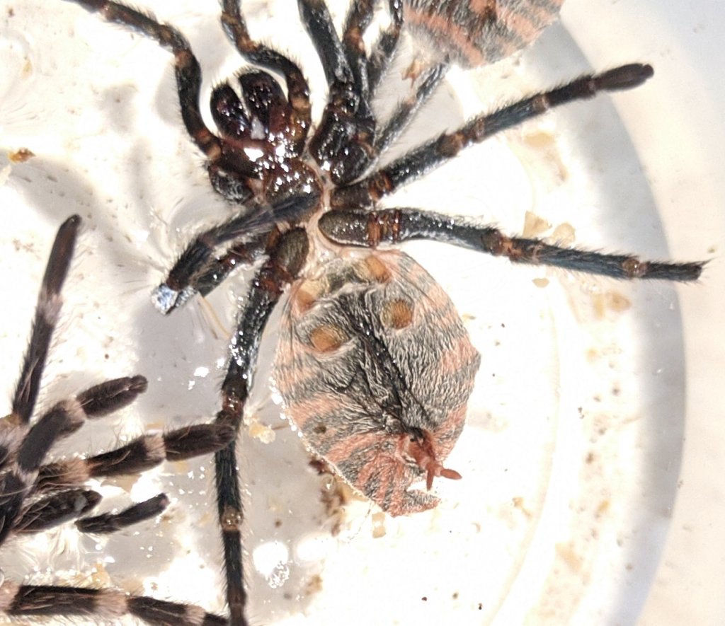 Chromatopelma cyaneopubescens sexing