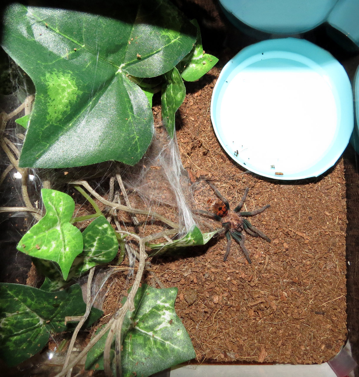 Chromatopelma cyaneopubescens Sling Enclosure