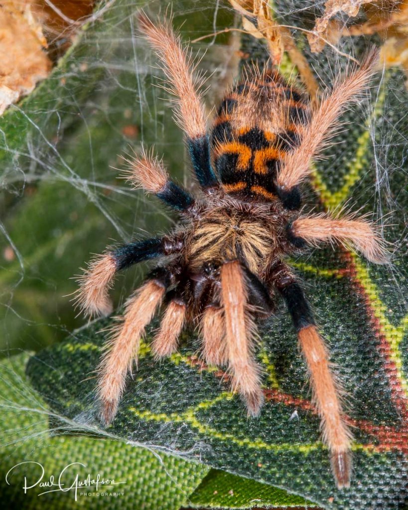 Chromatopelma cyaneopubescens sling