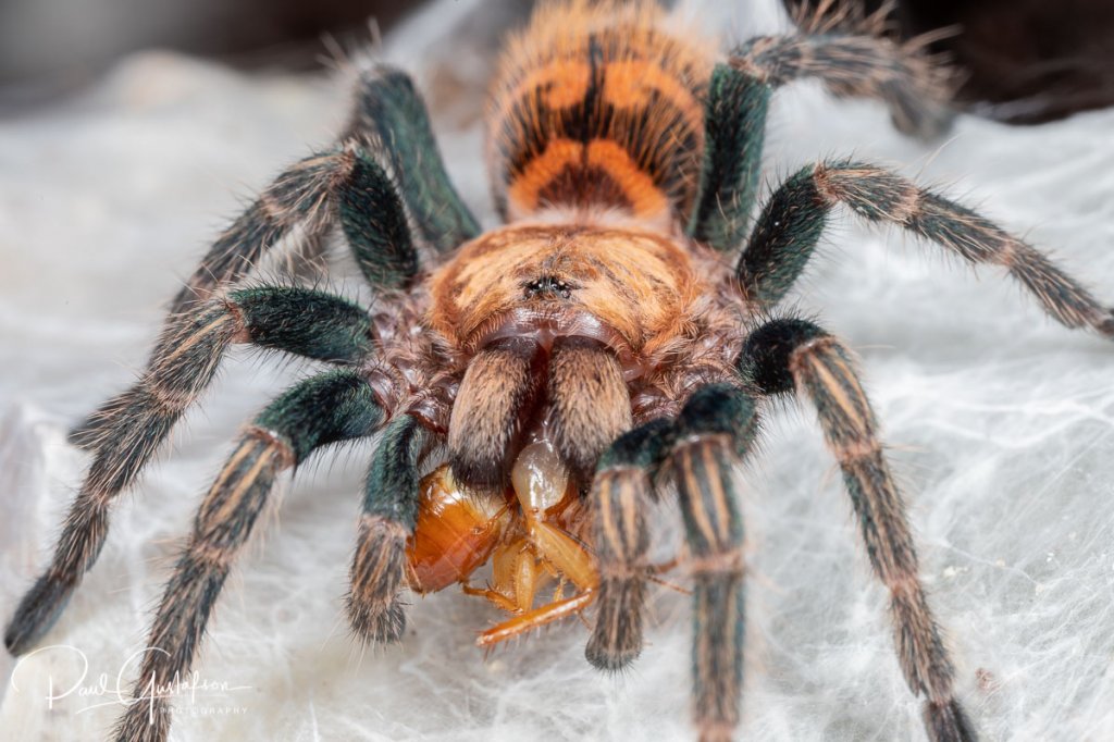 Chromatopelma cyaneopubescens sling