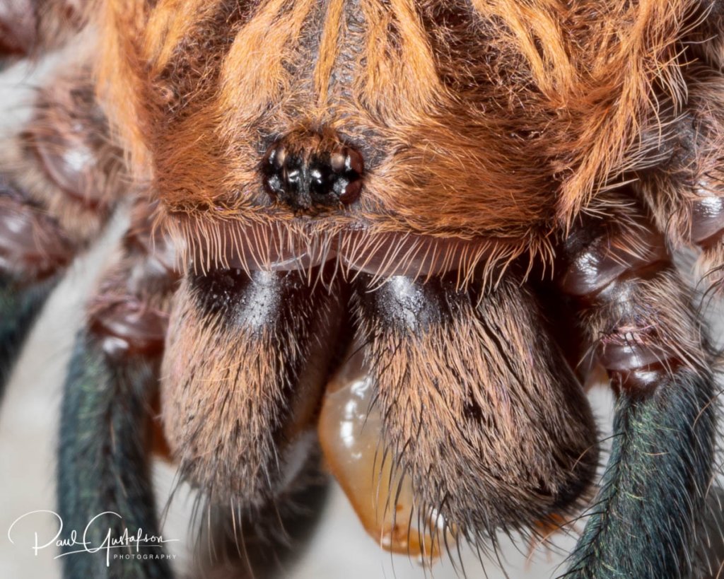 Chromatopelma cyaneopubescens sling