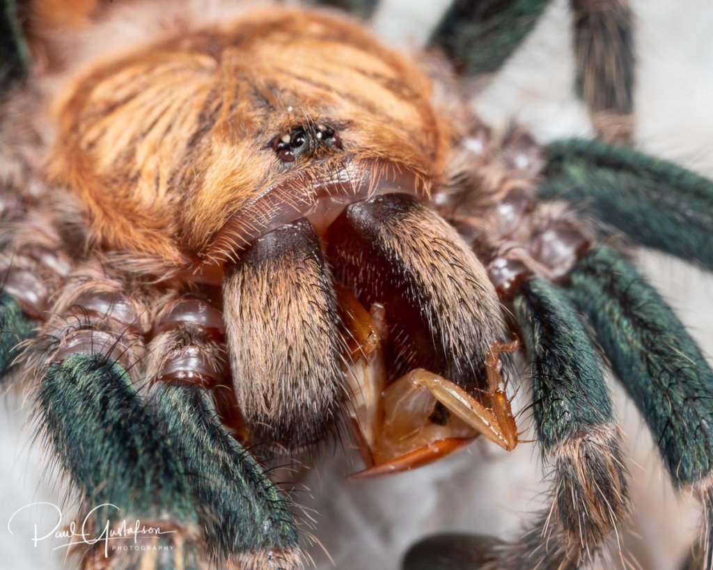 Chromatopelma cyaneopubescens sling