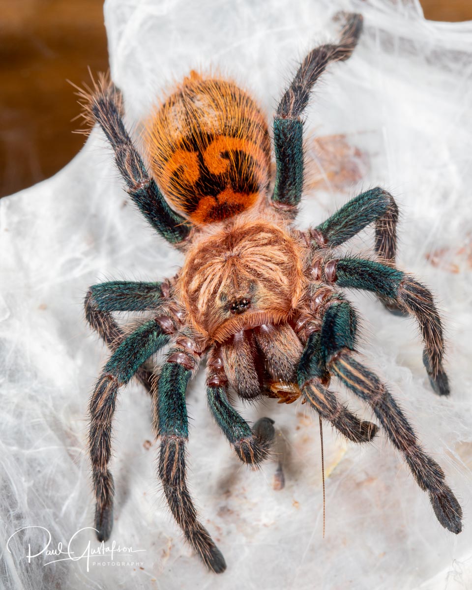 Chromatopelma cyaneopubescens sling