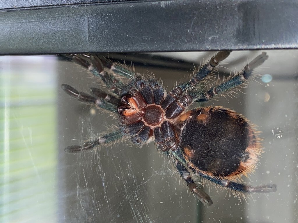 Chromatopelma cyaneopubescens [ventral sexing] [2/2]