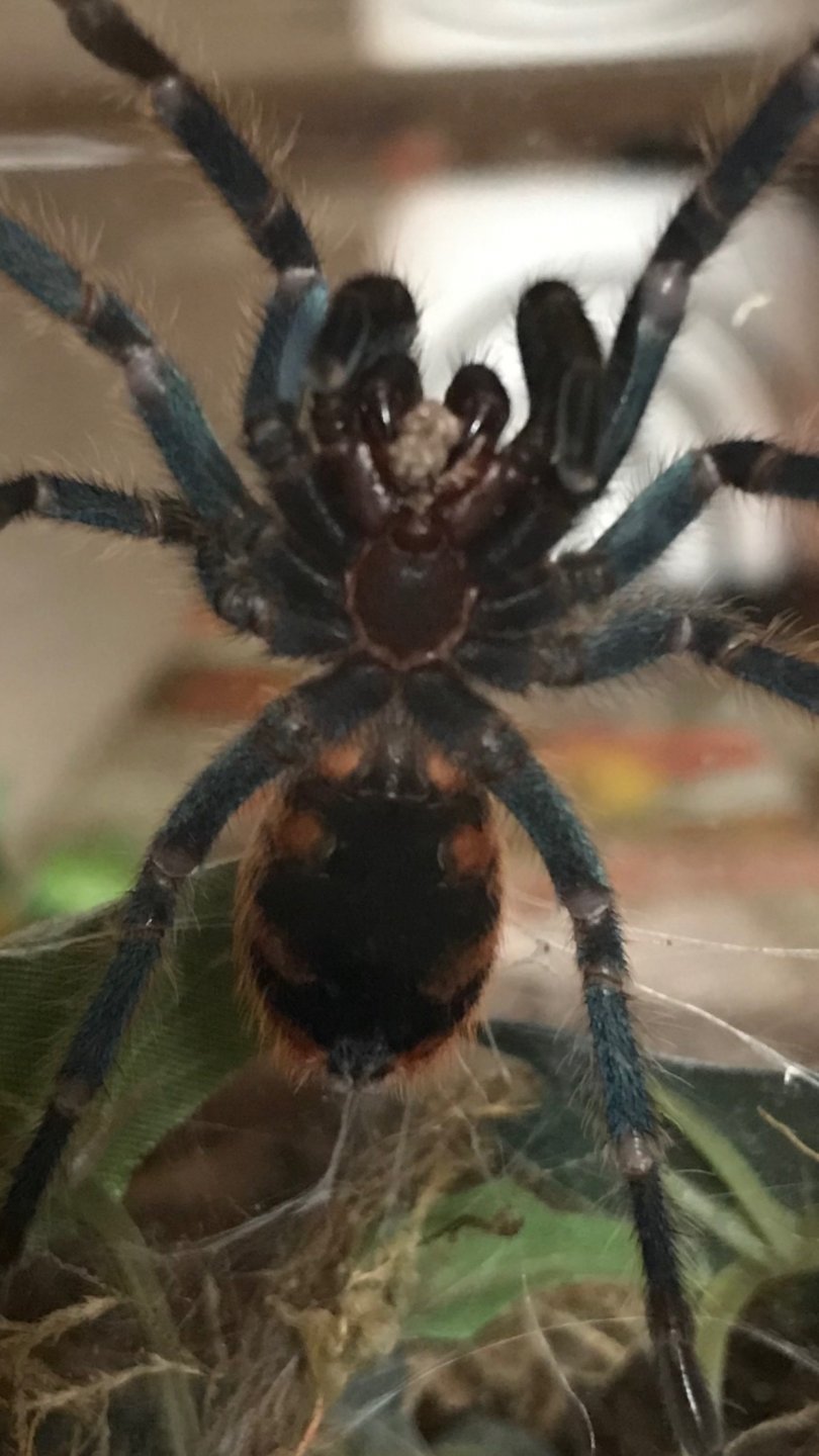 Chromatopelma cyaneopubescens [ventral sexing]