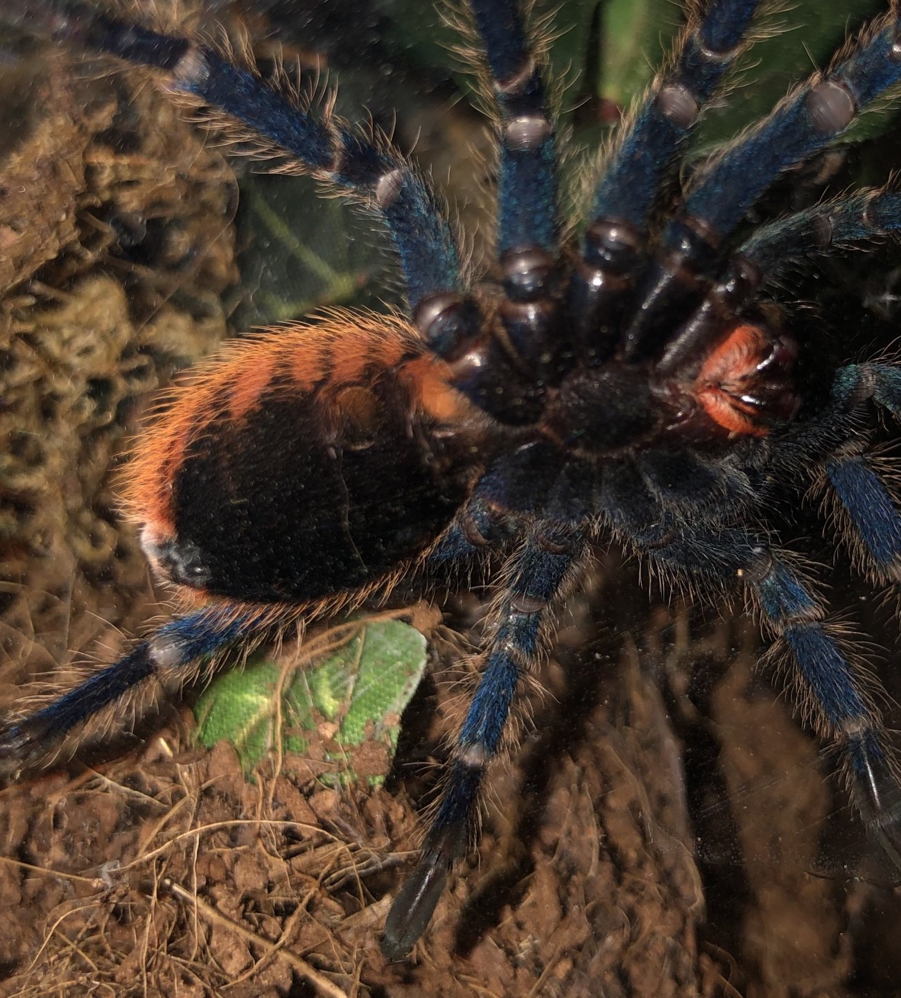 Chromatopelma cyaneopubescens [ventral sexing]