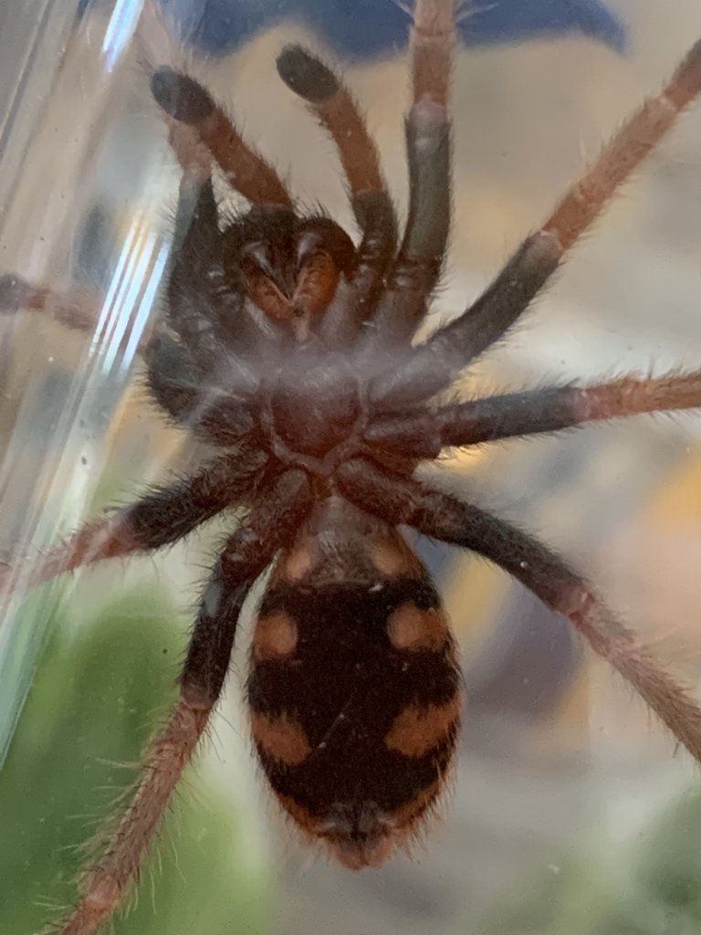 Chromatopelma cyaneopubescens [ventral sexing]