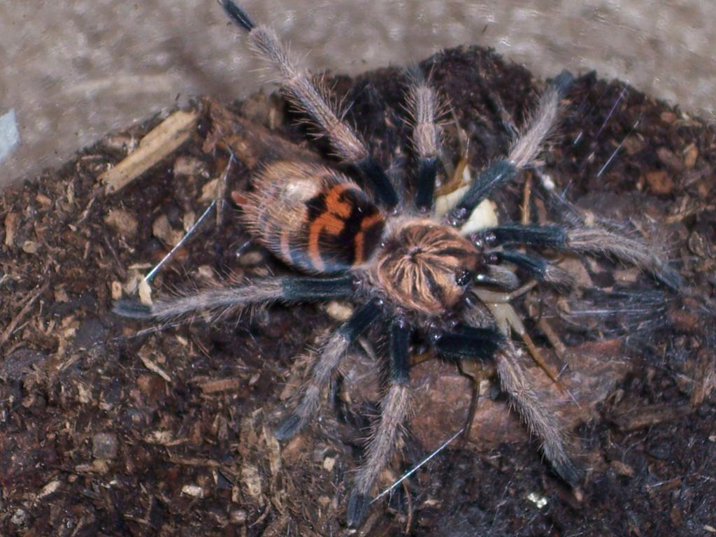 Chromatopelma cyaneopubescens