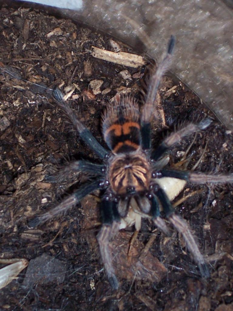 Chromatopelma cyaneopubescens