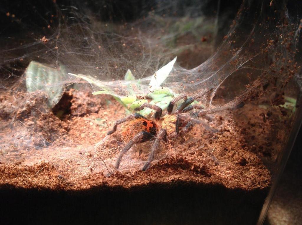 Chromatopelma. cyaneopubescens