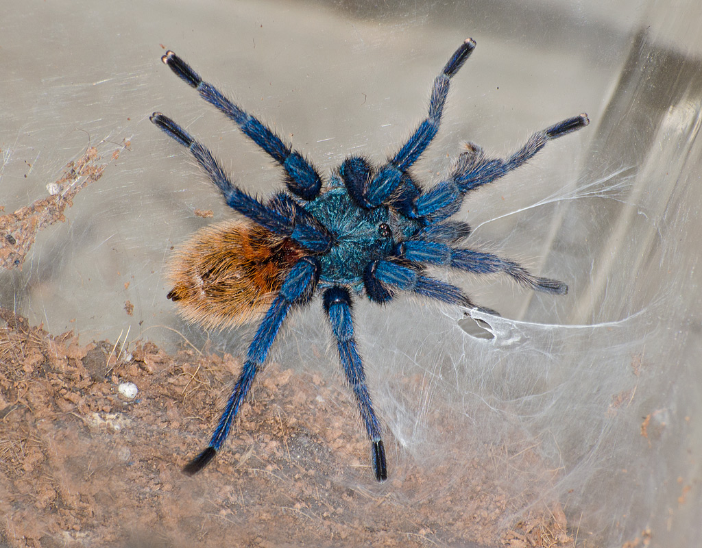 Chromatopelma cyaneopubescens