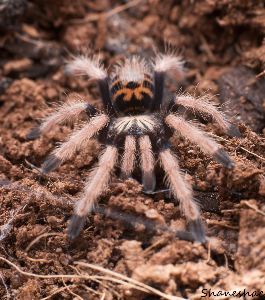 Chromatopelma cyaneopubescens