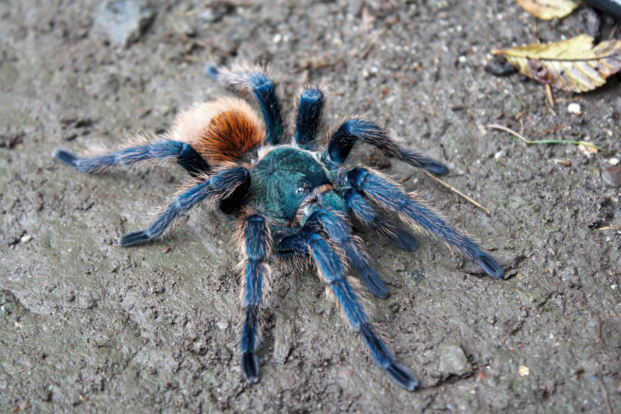 Chromatopelma cyaneopubescens