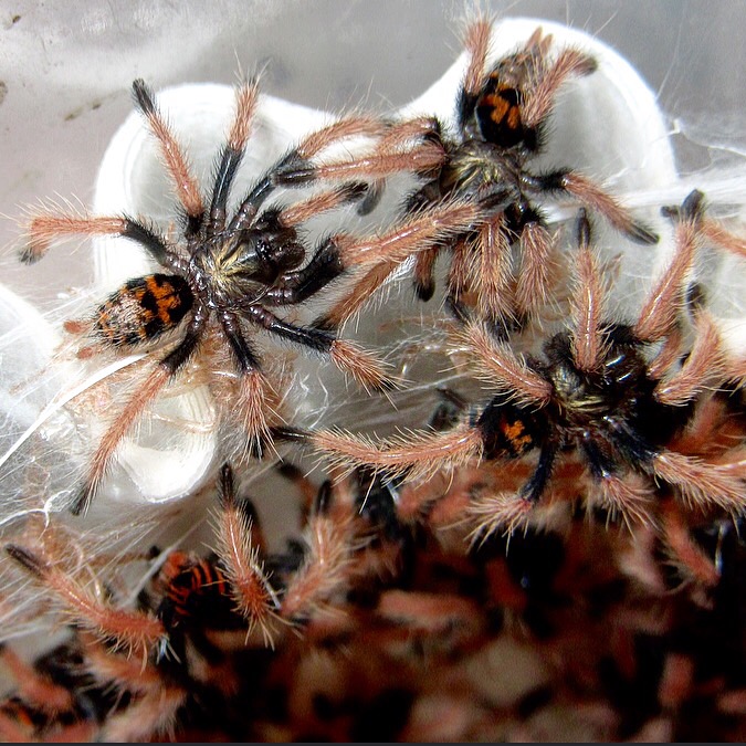 Chromatopelma cyaneopubescens