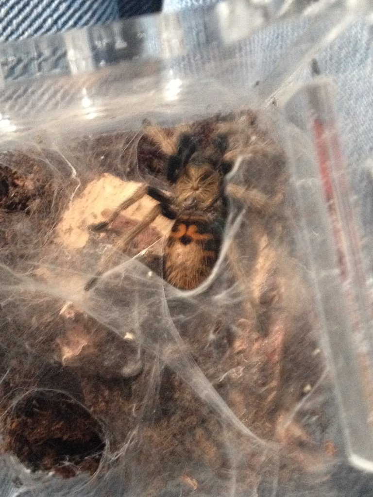 Chromatopelma Cyaneopubescens