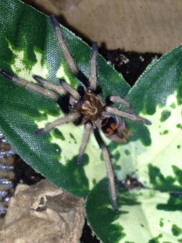 Chromatopelma cyaneopubescens