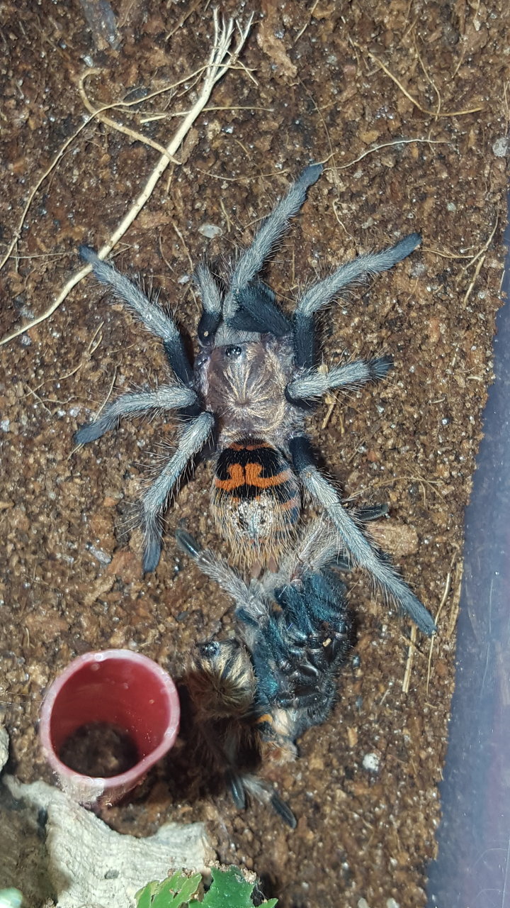 Chromatopelma cyaneopubescens