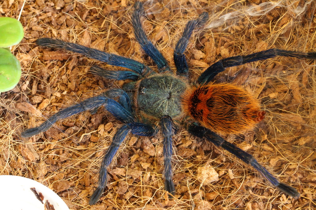 chromatopelma cyaneopubescens