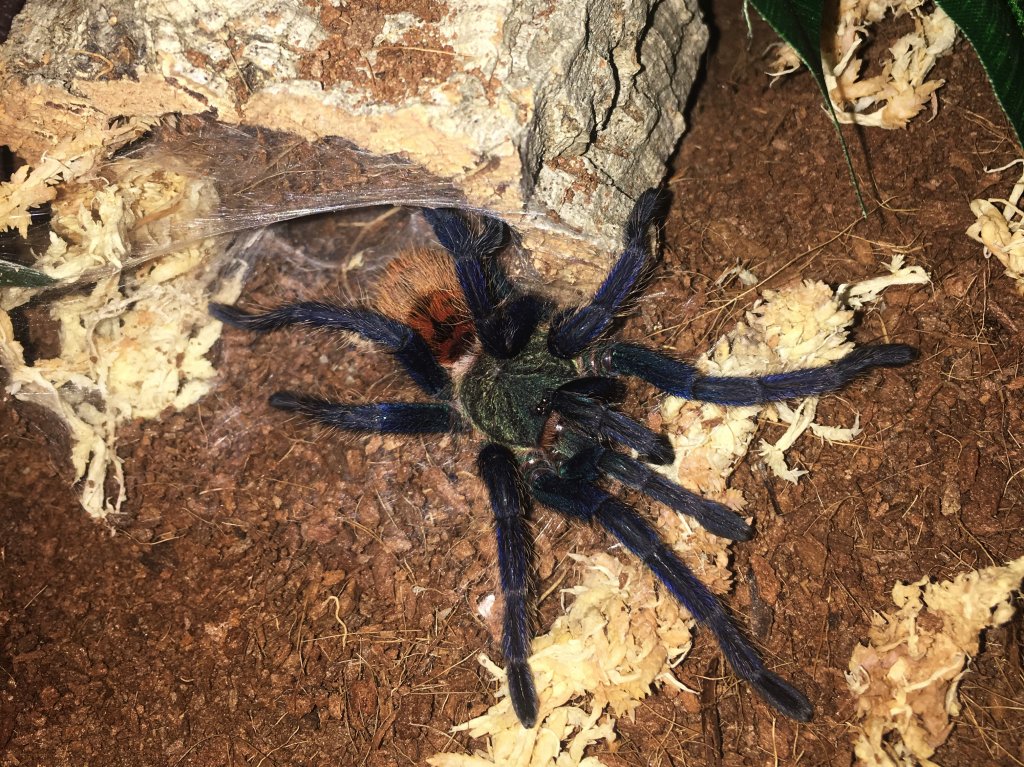 Chromatopelma cyaneopubescens