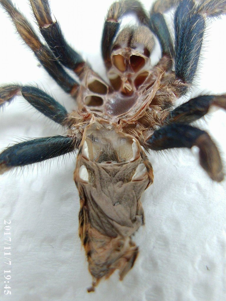 Chromatopelma Cyaneopubescens